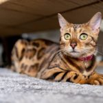 Bengal1